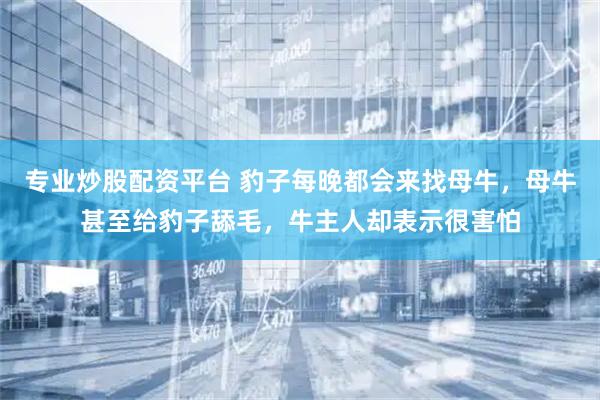 专业炒股配资平台 豹子每晚都会来找母牛，母牛甚至给豹子舔毛，牛主人却表示很害怕